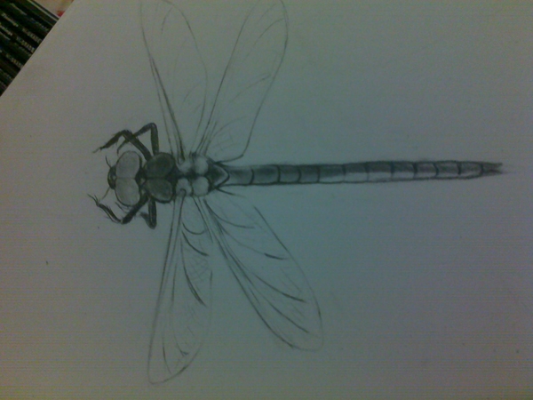 Creation of Dragonfly: Step 4